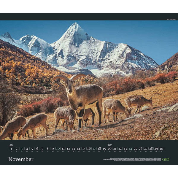 GEO EDITION: TIERWELTEN 2024 - WAND-KALENDER - TIER-KALENDER - Kalender