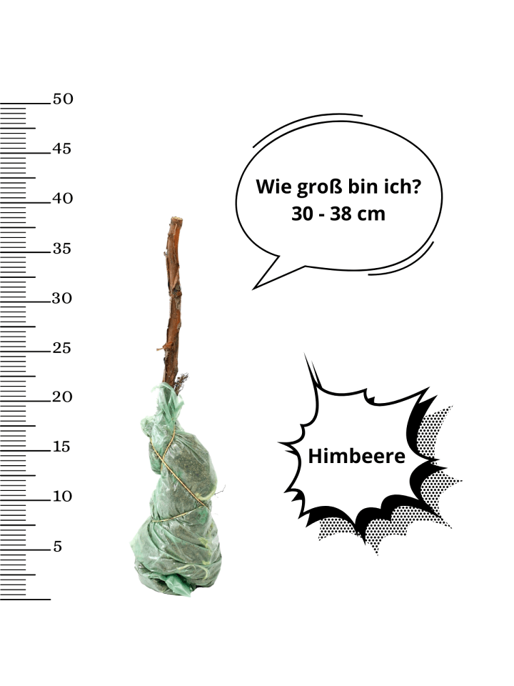 OH2 3er-Set  Himbeeren in Rot günstig kaufen onesize