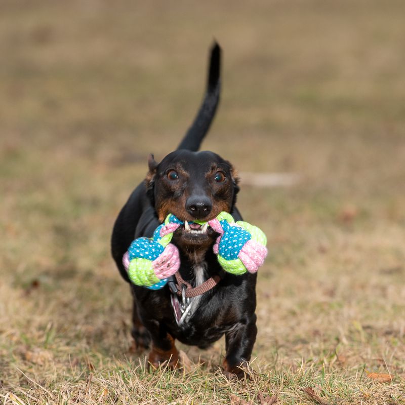 Sparset Hundespielzeug mit Tau Limoen zu TOP-Preisen | bitiba %