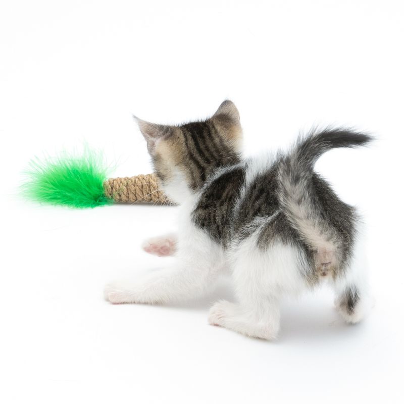 TIAKI Katzenspielzeug Palme zu TOP-Preisen