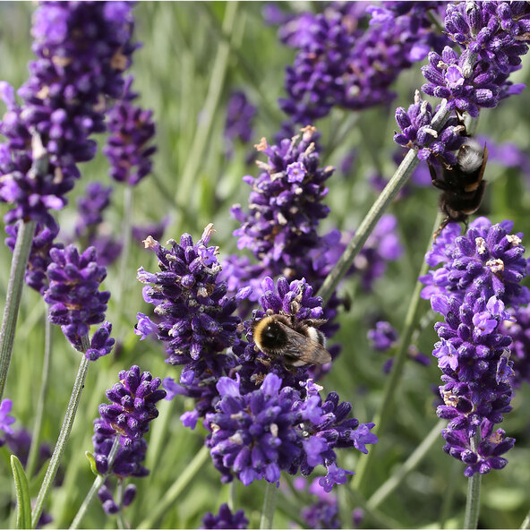 Lavendel „Wolkenduft-Trio“ 3er-Set