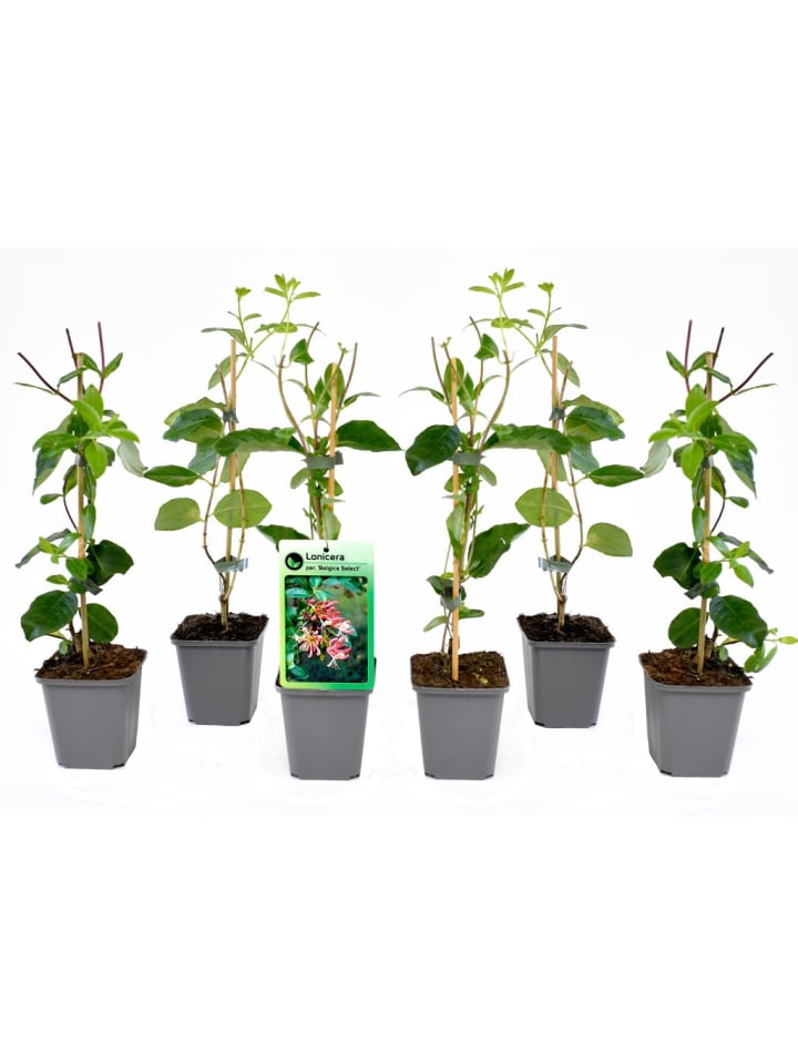 OH2 6er-Set: Lonicera periclymenum in Bunt günstig kaufen onesize