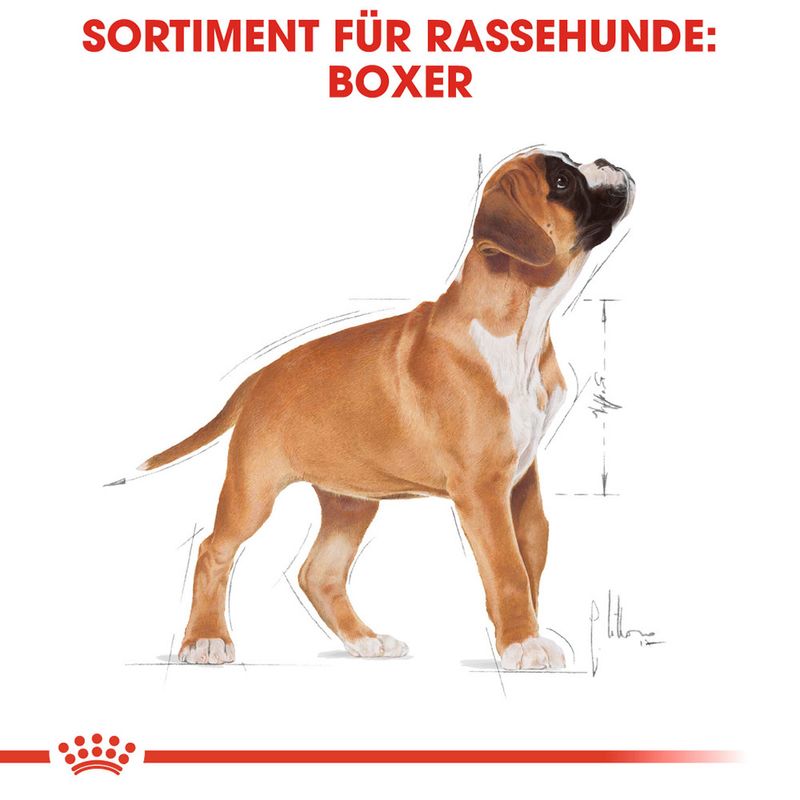 Royal Canin Boxer Puppy zu TOP-Preisen