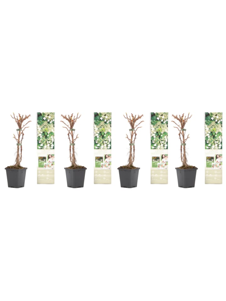OH2 4er-Set: Kletterhortensie in weiß günstig kaufen onesize