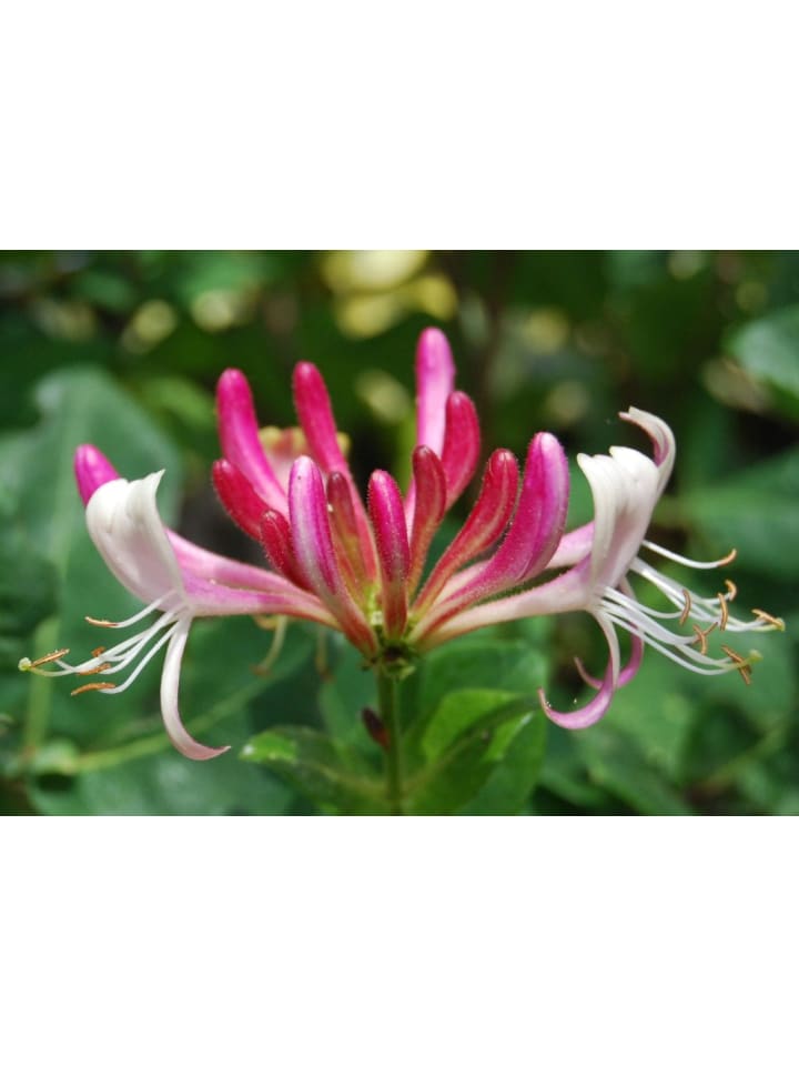 OH2 3er-Set: Lonicera periclymenum in Bunt günstig kaufen onesize