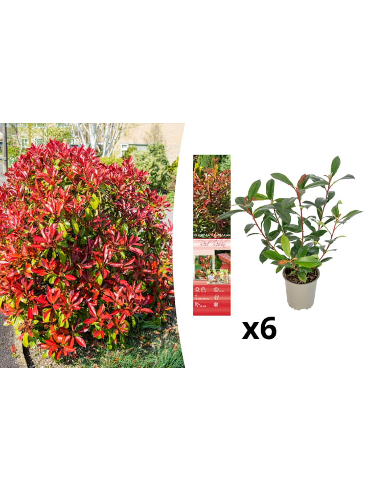 OH2 6er-Set: Photinia fras. 'Red Robin' Glanz Mispel in Bunt günstig kaufen onesize