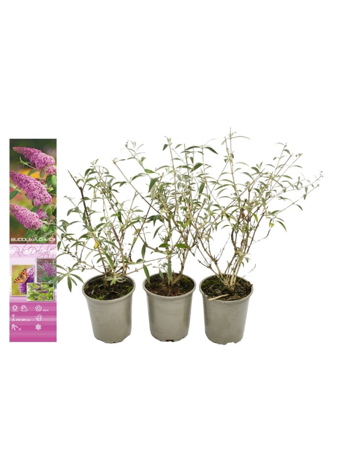 OH2 3er-Set: Schmetterlingspflanzen Davidii in Rosa günstig kaufen onesize