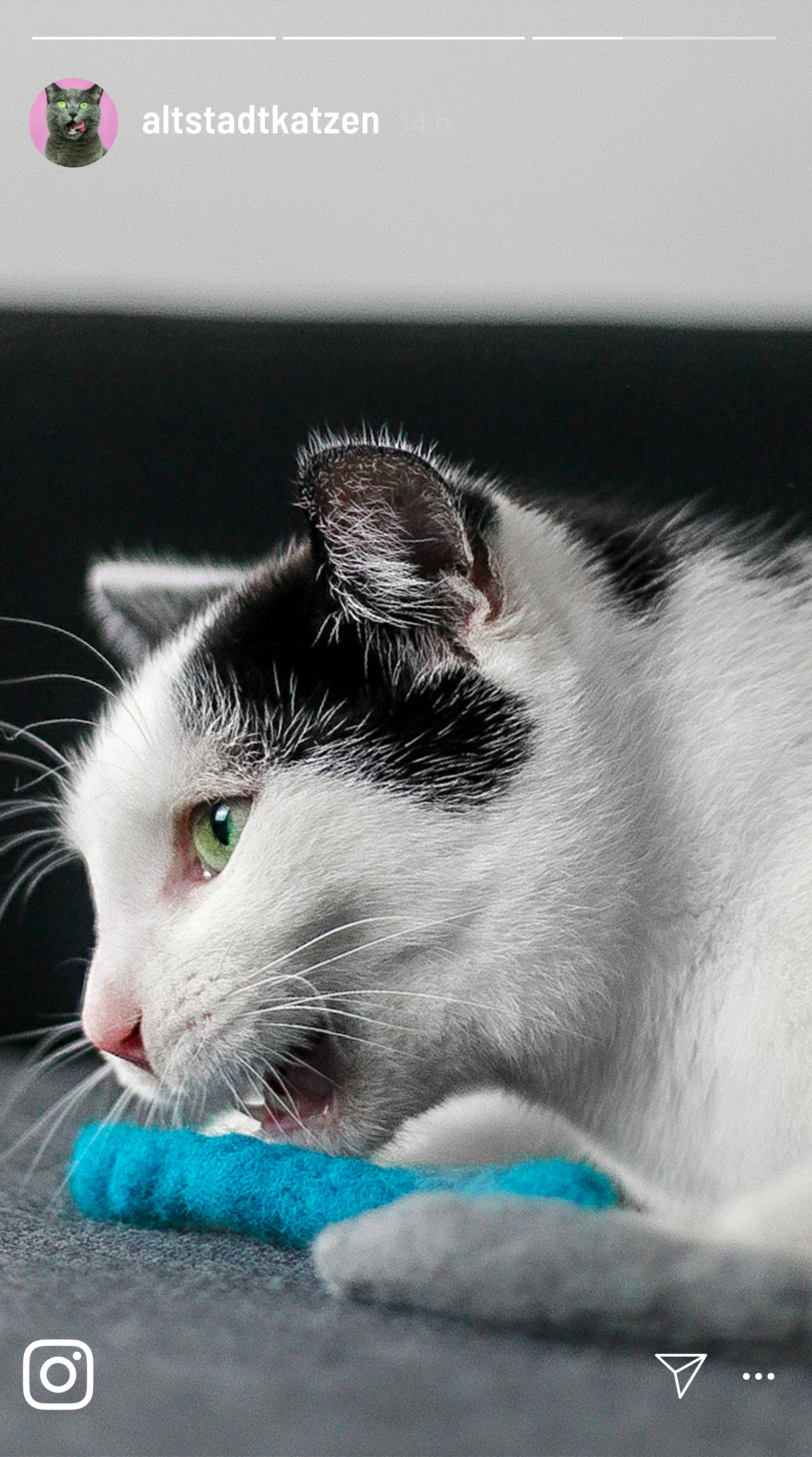 Kater Kasimir Spielmäuse & Bälle Kater Kasimir 3 handgerollte Filzwürmer aus echtem Wollfilz