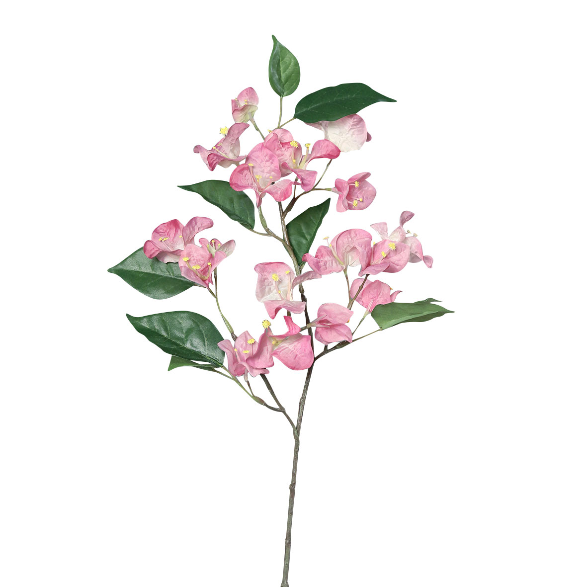 DPIBougainvillea-Zweig