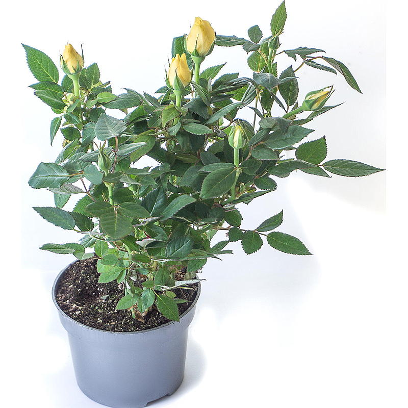 Hagerose P21 mix