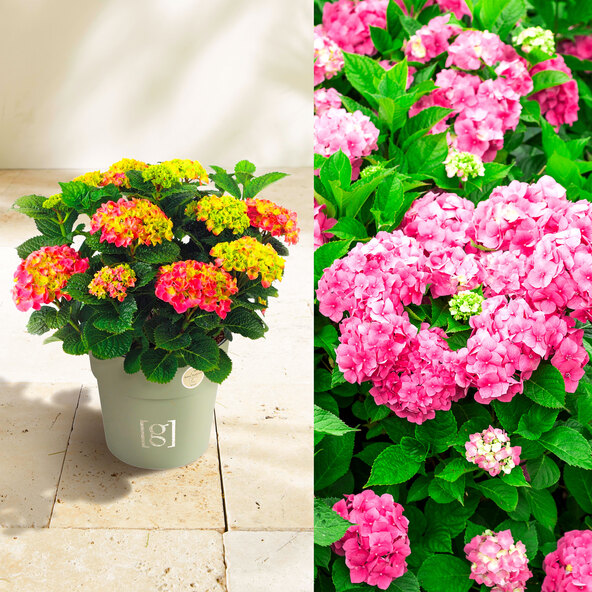 Bauernhortensie King Size Pink