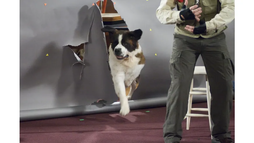 Ein Hund namens Beethoven - Komplettbox  [8 DVDs]