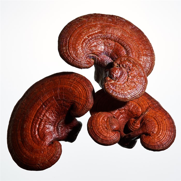 Mega-Mushroom Soothing Treatment Lotion