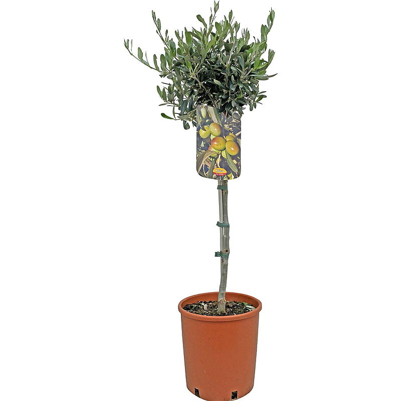 Oliventre P19, på stamme, Olea Europaea