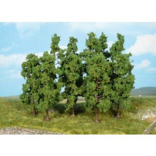 Buchen 11-13 cm (10 Stk.)