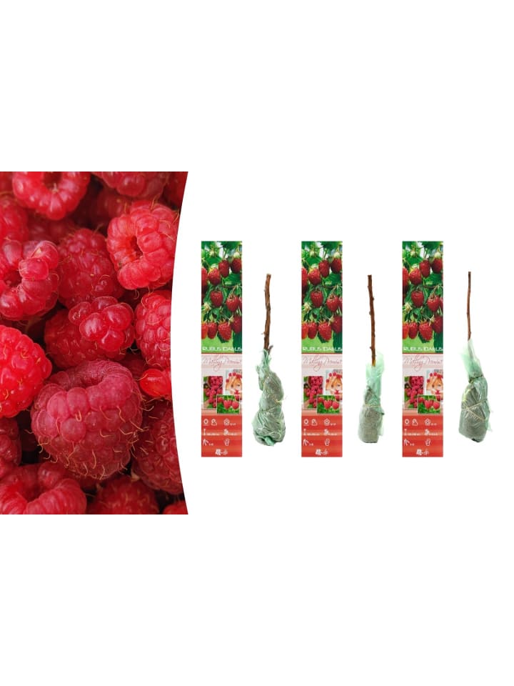 OH2 3er-Set  Himbeeren in Rot günstig kaufen onesize