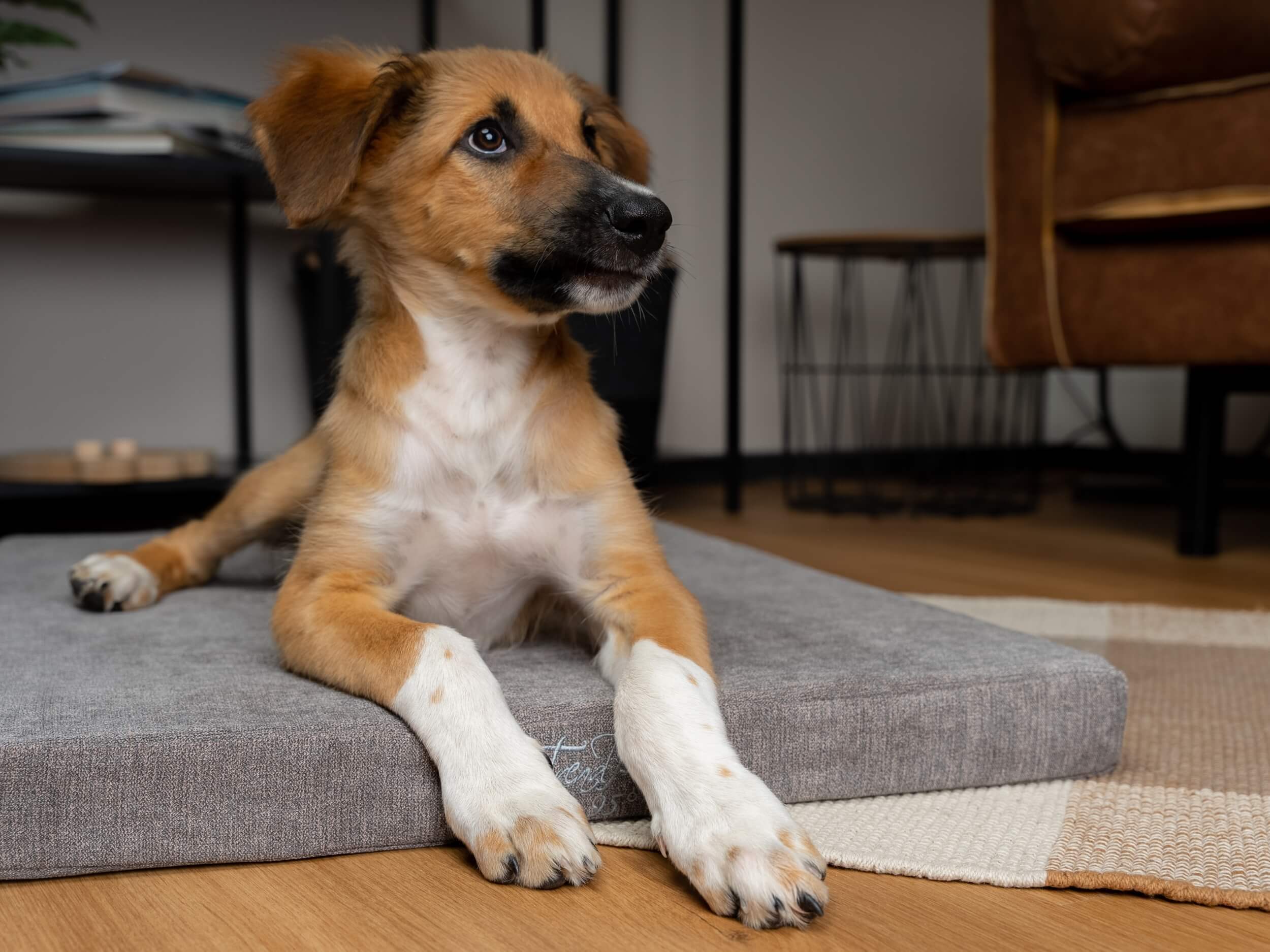 TrendPet Hundematten TrendPet VitaMedog 95° orthopädische Matratze braun M