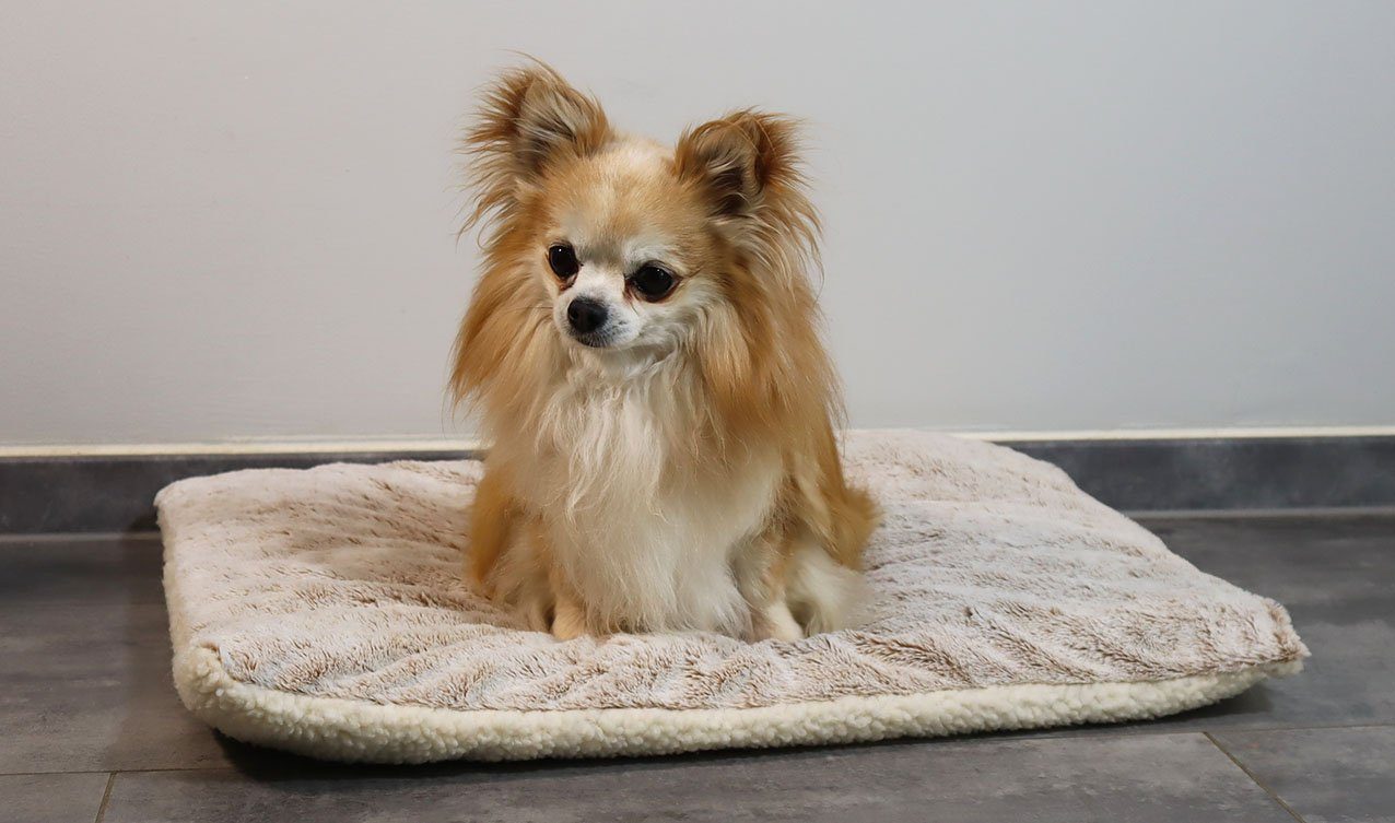 Angel's Pride Tierdecke Wärmedecke Superior für Katzen und Hunde, 5-lagig, kuschelig & warm, Plüsch+Wollvlies, extra dick mit 3 Layern, Thermo- sowie Füllvlies + Thermomatte