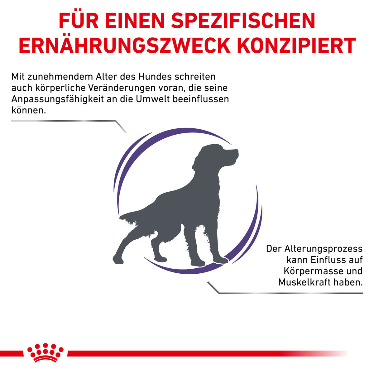 ROYAL CANIN Expert MATURE CONSULT MEDIUM DOGS Trockenfutter für Hunde