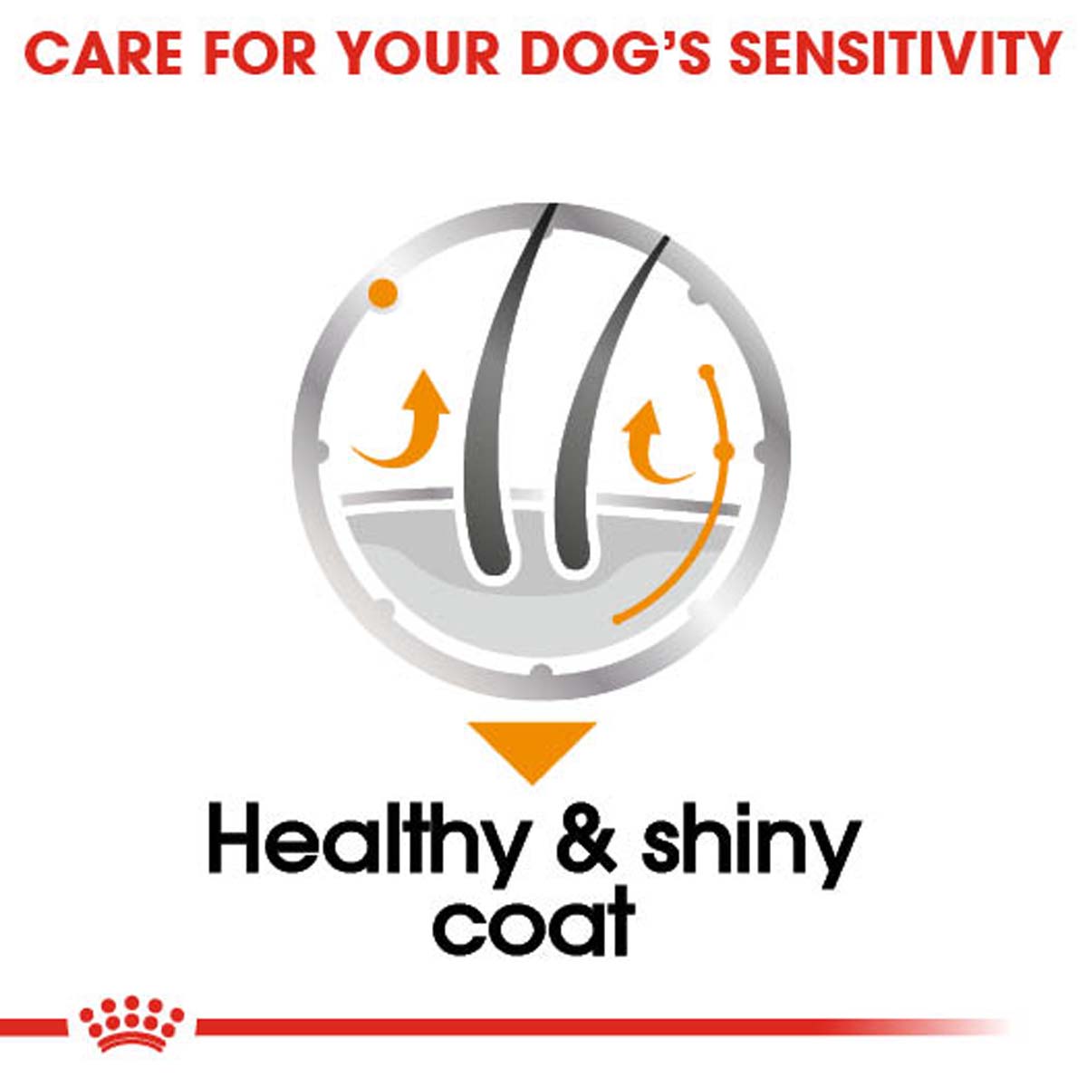 ROYAL CANIN COAT CARE Nassfutter für glänzendes Fell 12x85g