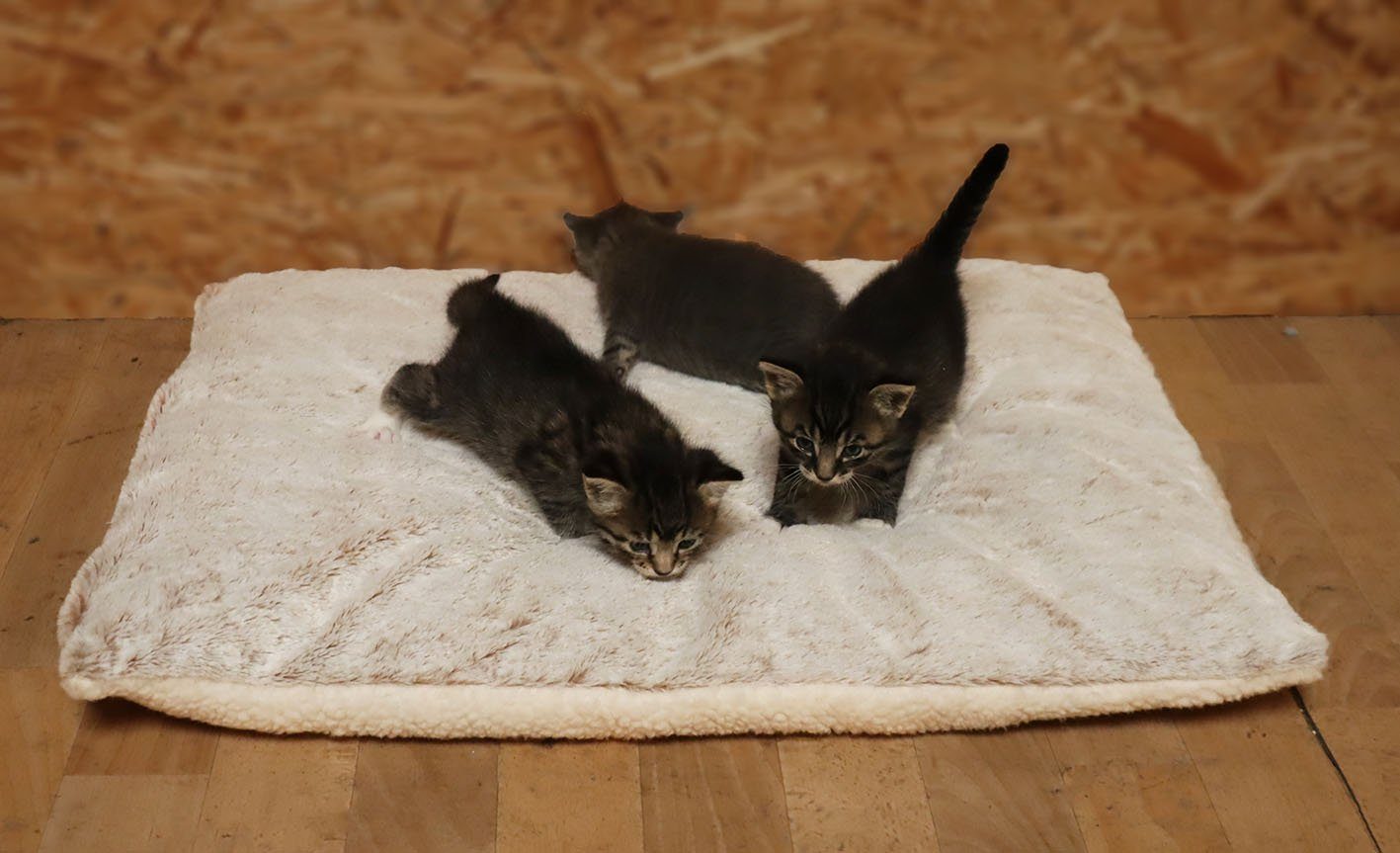 Angel's Pride Tierdecke Wärmedecke Superior für Katzen und Hunde, 5-lagig, kuschelig & warm, Plüsch+Wollvlies, extra dick mit 3 Layern, Thermo- sowie Füllvlies + Thermomatte