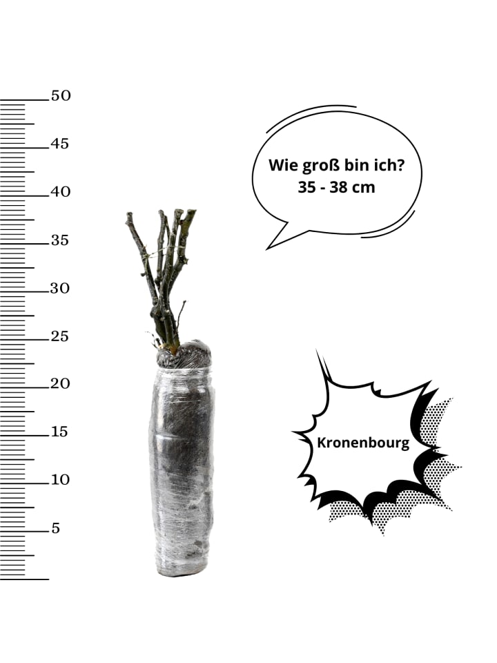 OH2 3er-Set Großblütige Rosen in Rot/Weiss günstig kaufen onesize