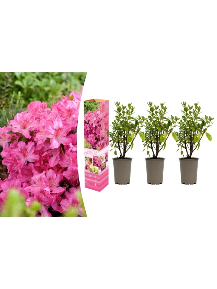 OH2 3er-Set: Azalee in Rosa günstig kaufen onesize