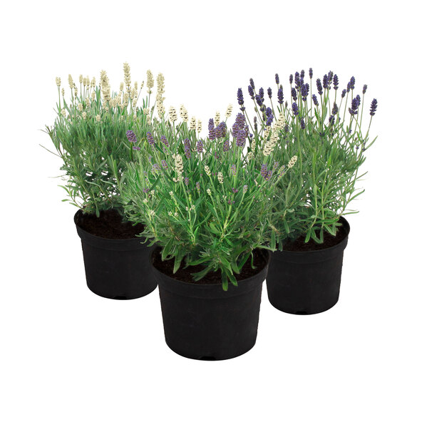 Lavendel „Wolkenduft-Trio“ 3er-Set