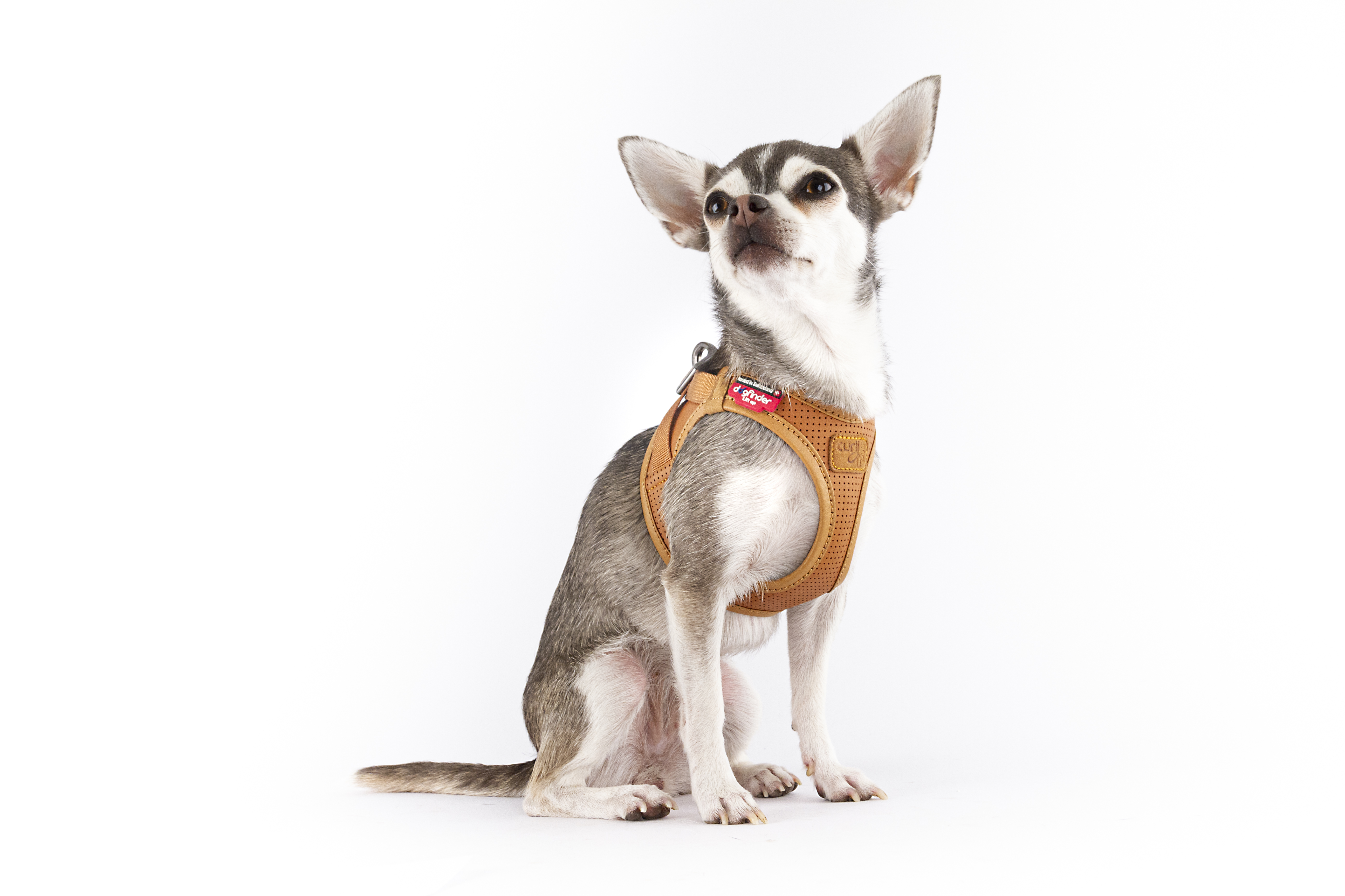 Curli Hundegeschirre Curli Clasp Geschirr aus Apfelleder schwarz XXS