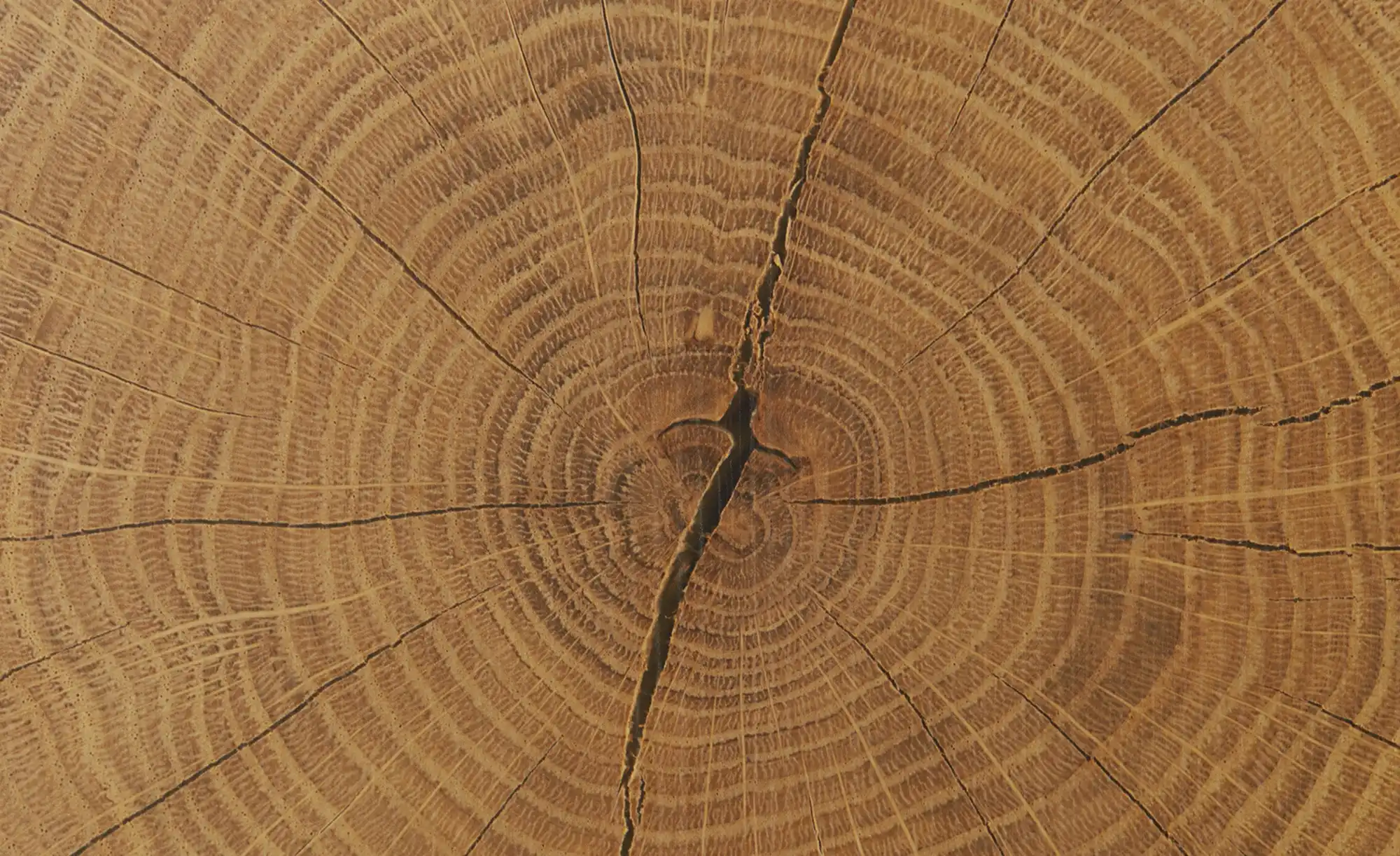 Barschrank