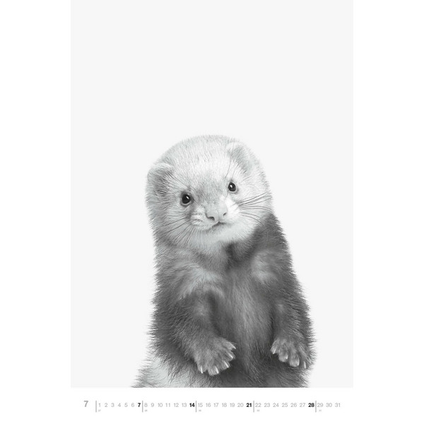 ANIMALS 2024 - FOTO-KALENDER - POSTER-KALENDER - Kalender