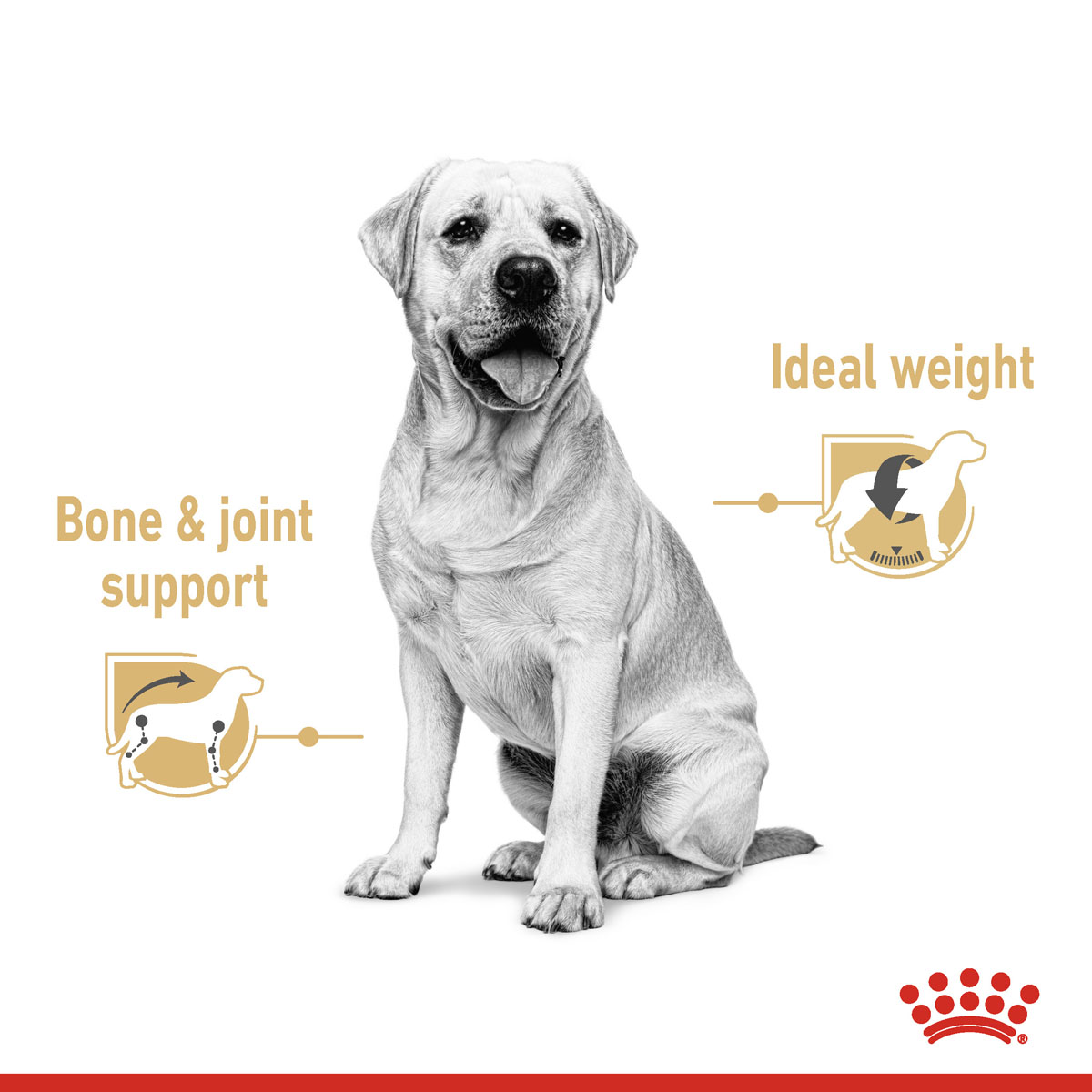 ROYAL CANIN Labrador Retriever Adult 3kg + Labrador Adult in Soße 10x140g
