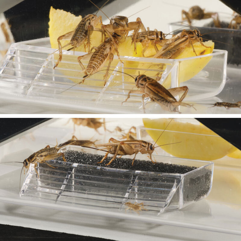 Exo Terra Faunaboxen Exo Terra Cricket Box S