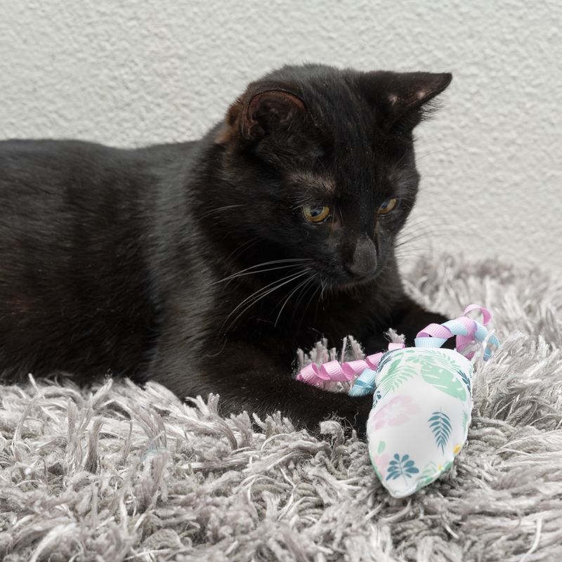 TIAKI Surfbrett mit Katzenminze zu TOP-Preisen