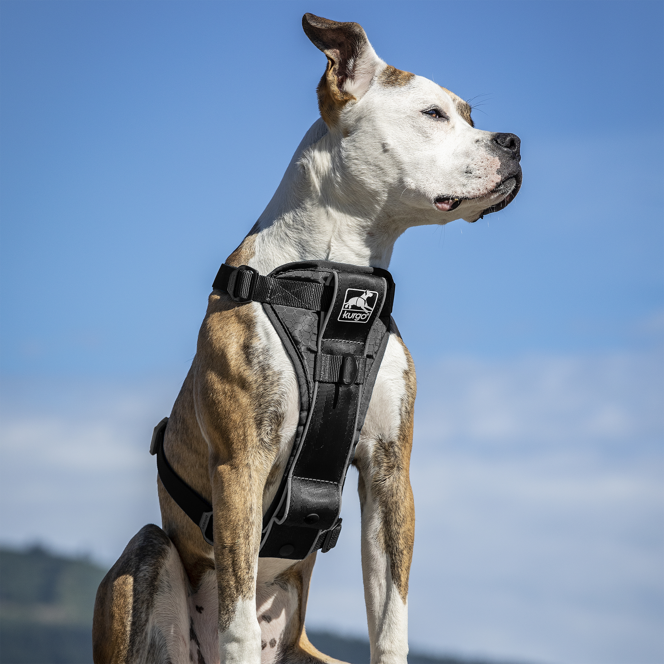 Kurgo Hundegeschirre Kurgo Tru-Fit Smart Hundegeschirr M