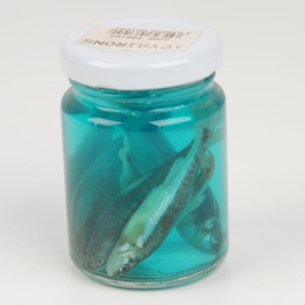 Packung mit 10 Köderfischen + Halterungen