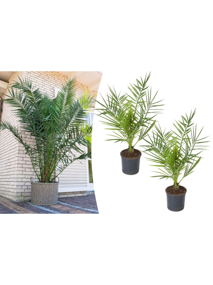 OH2 2er-Set: Phoenix canariensis Mittel in Grün günstig kaufen onesize