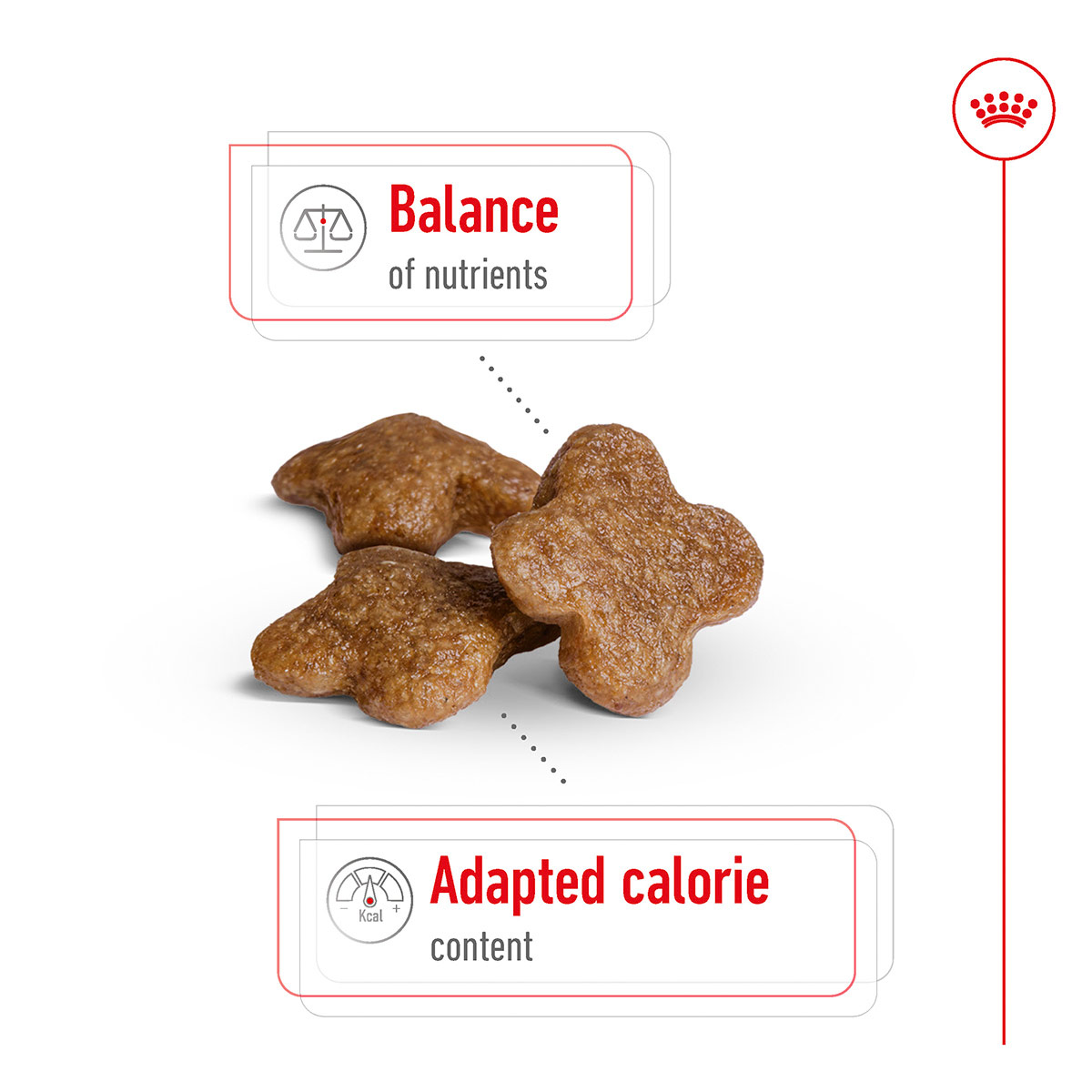 ROYAL CANIN MINI Adult 8+ Trockenfutter für ältere kleine Hunde