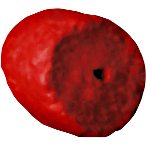 Carp Zoom Pellets Bloody Halibut Hook