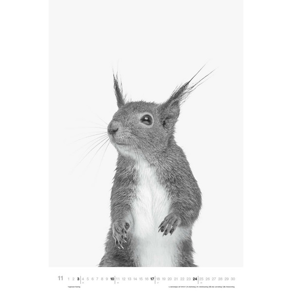 ANIMALS 2024 - FOTO-KALENDER - POSTER-KALENDER - Kalender