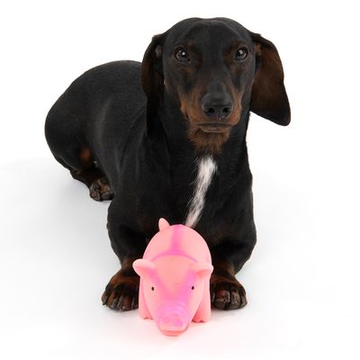 Hundespielzeug Latex-Schwein mit Stimme