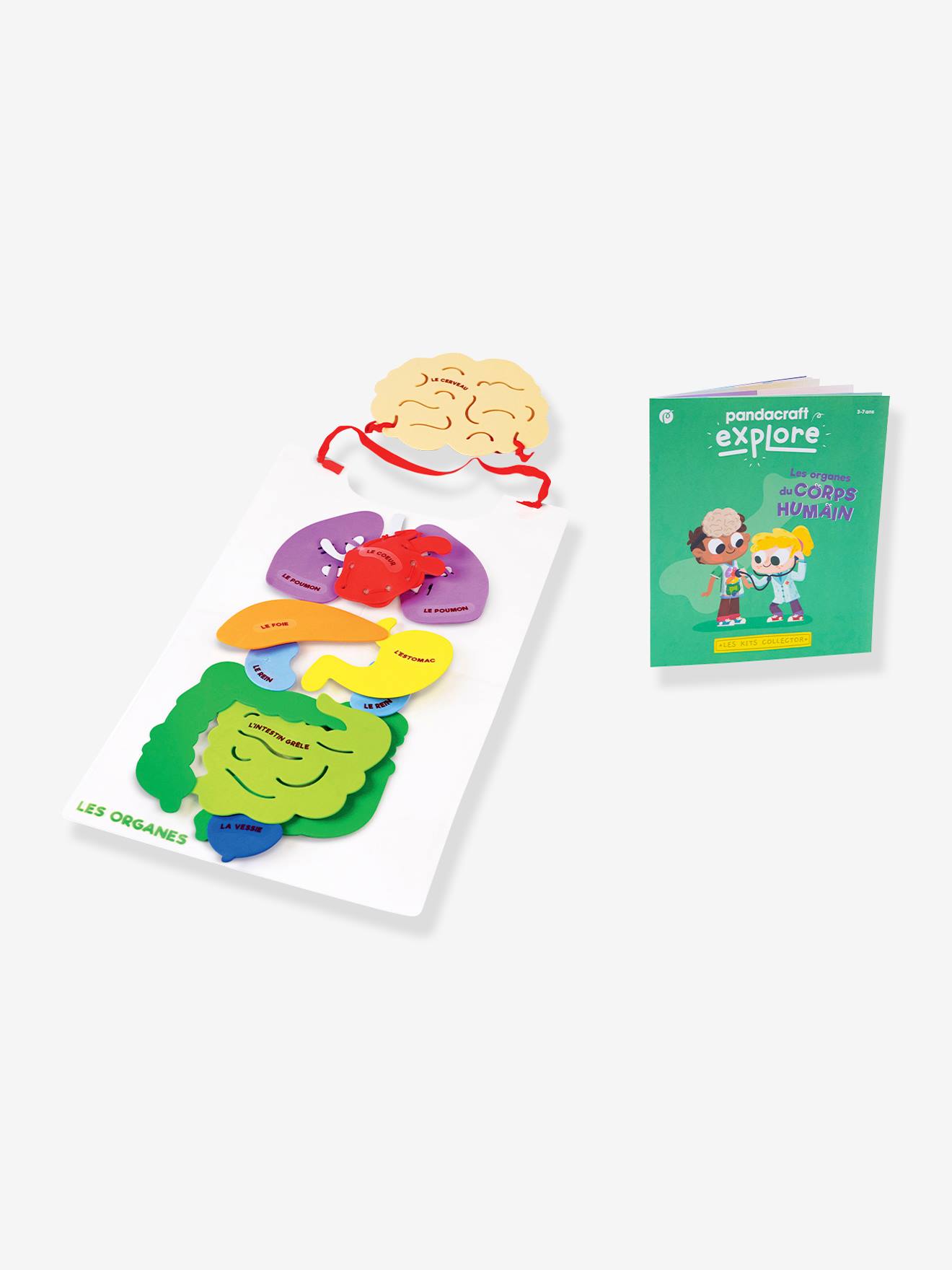 Kit Collector Les organes du corps 3/7 ans PANDACRAFT violet