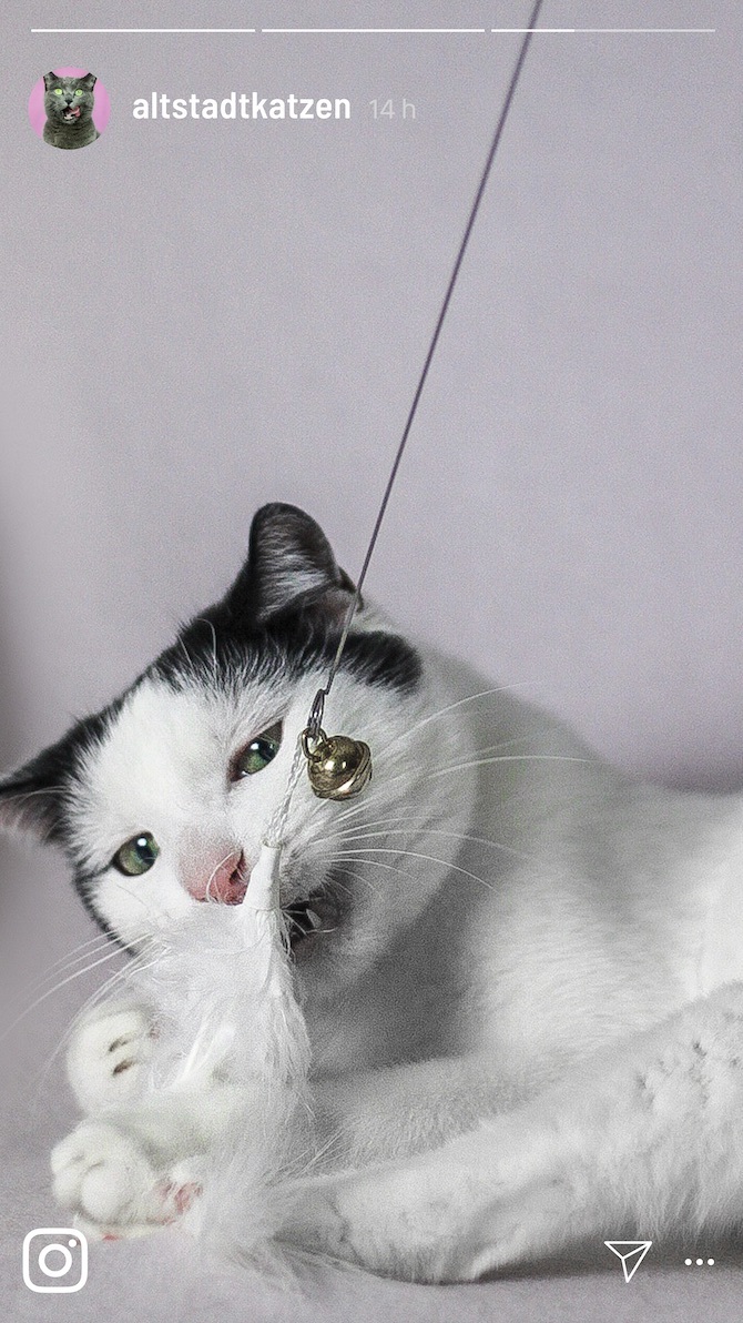 Kater Kasimir Katzenangeln Kater Kasimir Premium Katzenangel Set aus Buchenholz mit 4 handgemachten Anhängern