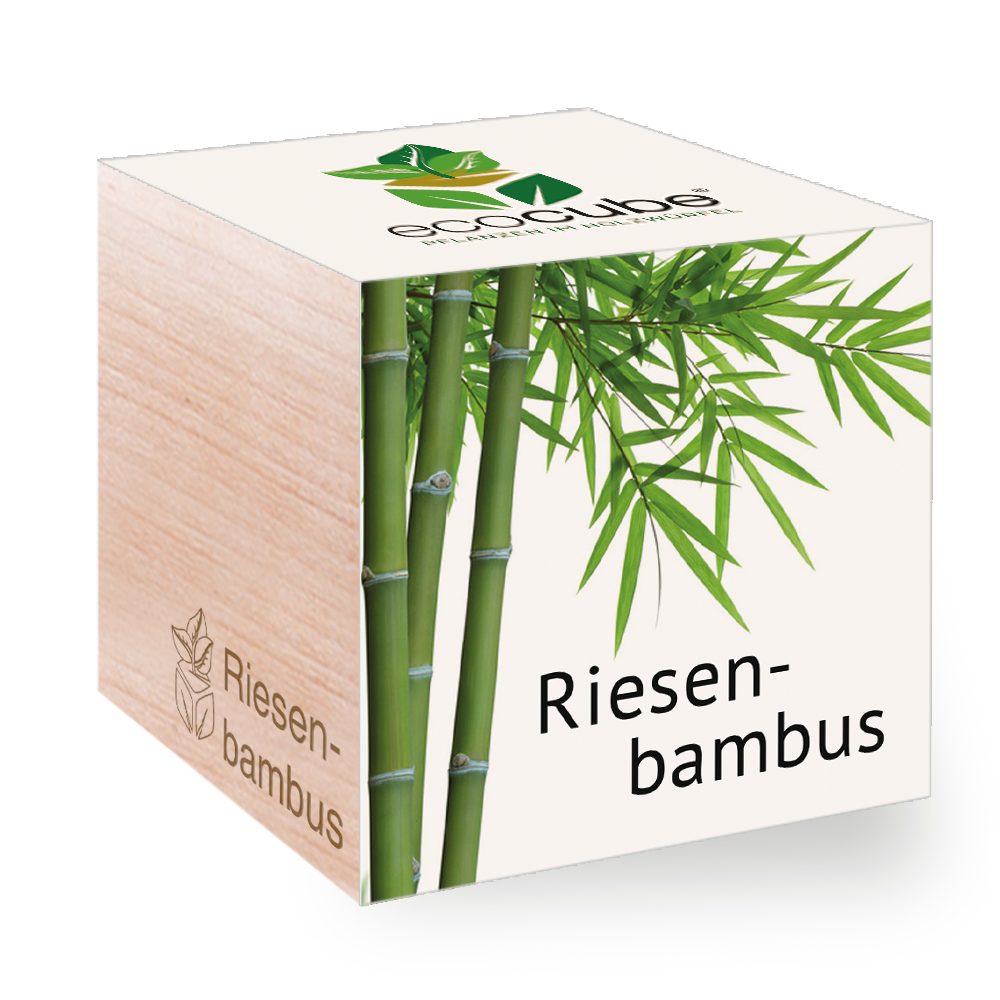 Feel Green Blumenerde Ecocube Riesenbambus von Feel Green, Nachhaltige Geschenkidee, (1-St)