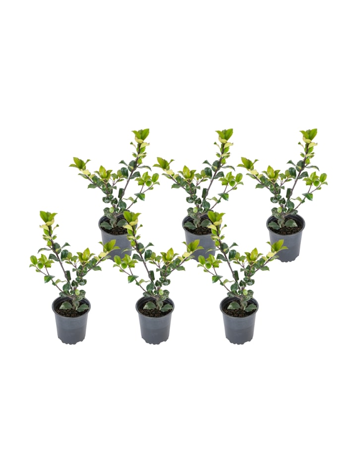 OH2 6er-Set Ilex meserveae 'Blue Maid in Grün günstig kaufen onesize