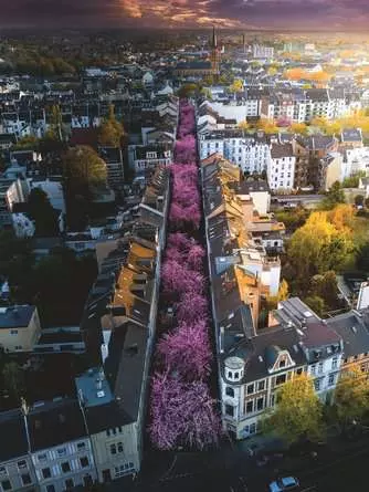 Puzzle 1500 Teile - Blühendes Bonn