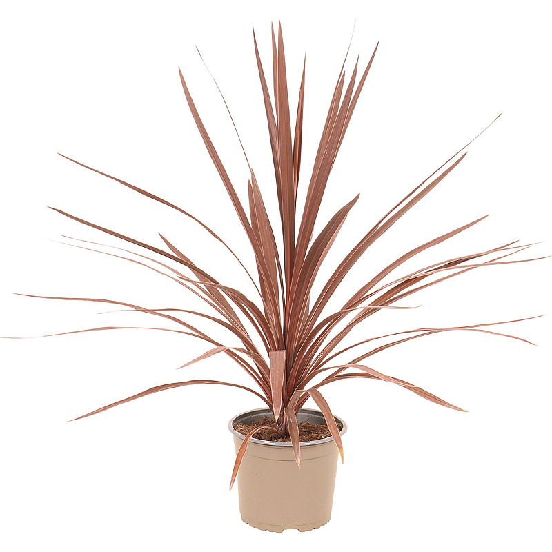 Cordyline palme P17, rød