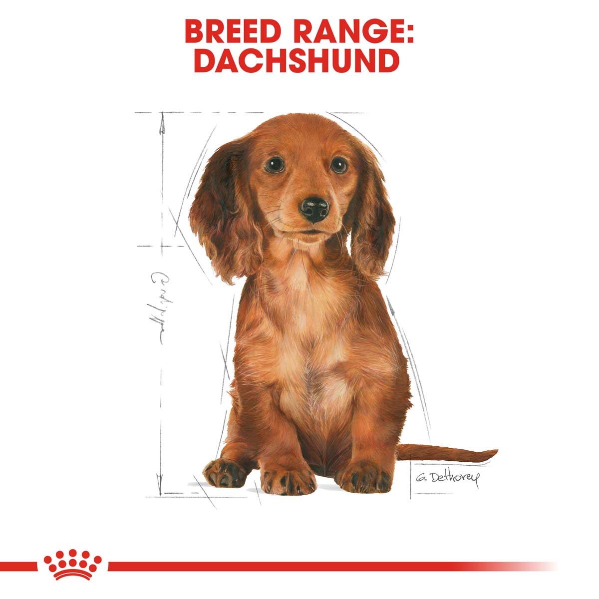 ROYAL CANIN Dachshund Puppy Welpenfutter trocken für Dackel 1,5kg