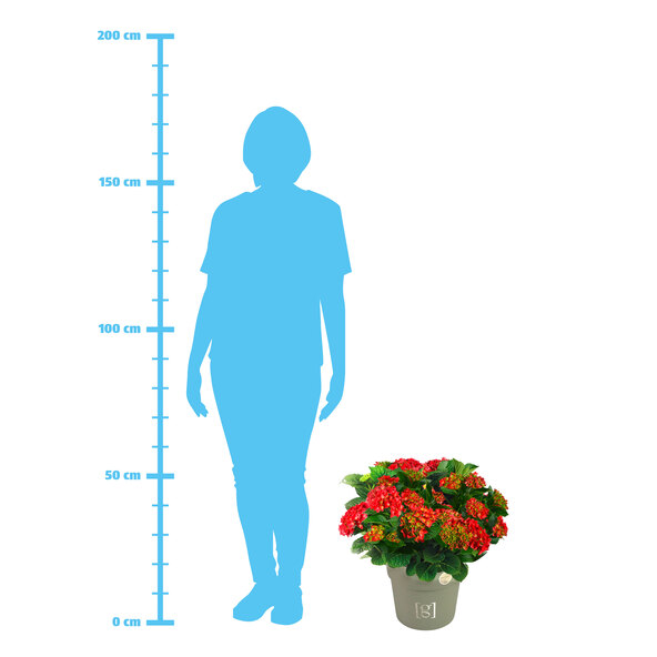 Bauernhortensie King Size Rot