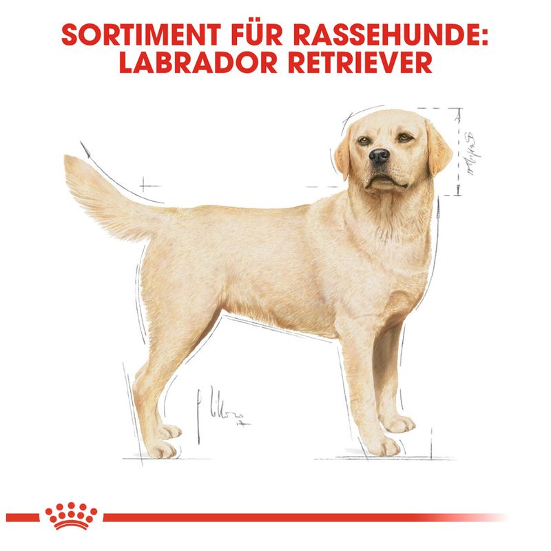 Royal Canin Labrador Retriever Adult